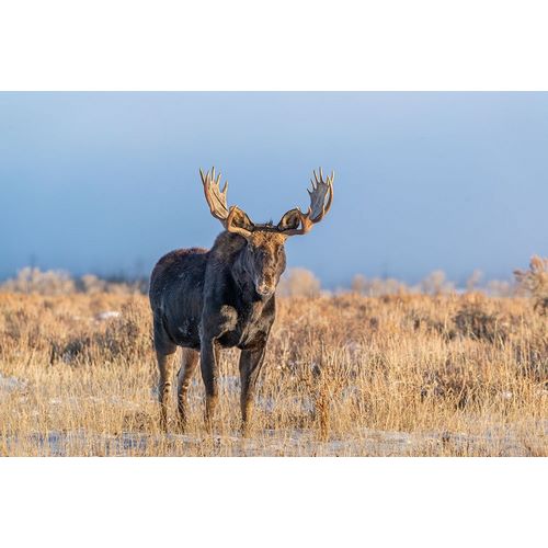 Eye contact from Bull Moose-Grand Teton National Park-Wyoming